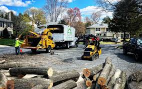 Best Tree and Shrub Care  in Lakemore, OH