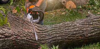 Best Storm Damage Tree Cleanup  in Lakemore, OH