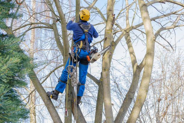 Best Tree Trimming and Pruning  in Lakemore, OH