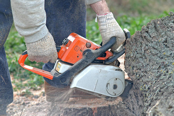 Best Tree Maintenance Programs  in Lakemore, OH