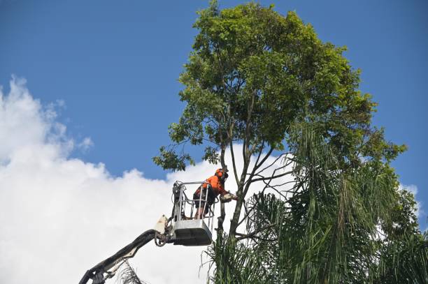 Best Arborist Consultation Services  in Lakemore, OH